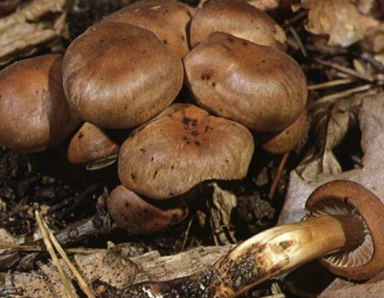   Collybia fusipes